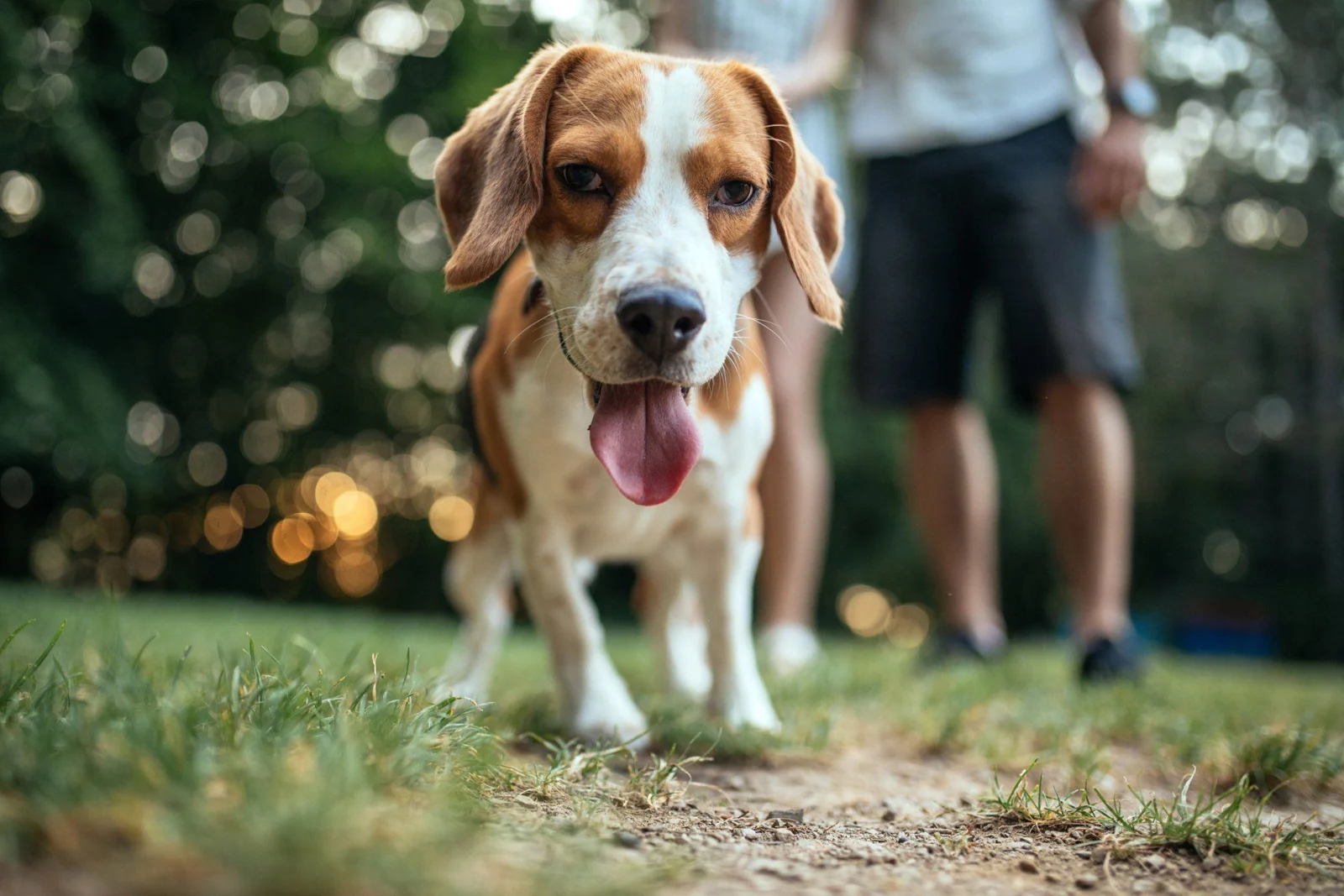 A dog enjoying a walk in a park